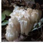 Soplówka jeżowata - Lion's mane - Hericium