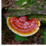 Reishi lakownica lśniąca