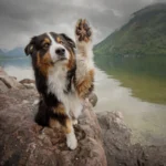 Can't Touch This Maść ochronna na łapy bogata w ekstrakty roślinne 50ml Green Paw