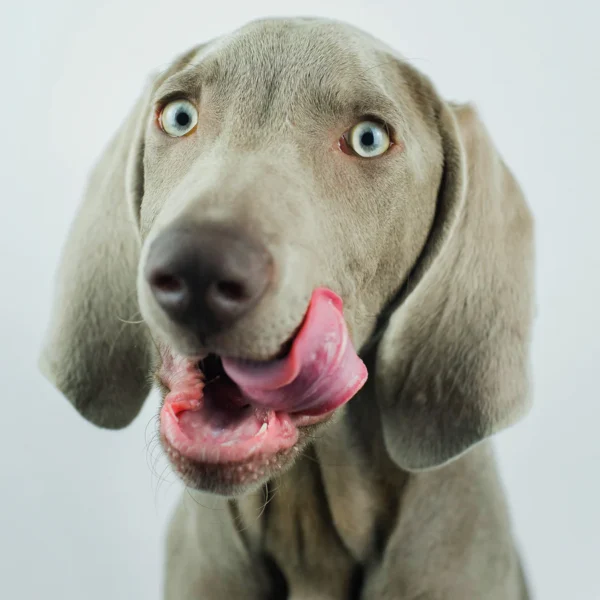 Masło orzechowe z CBD dla psa Green Paw Don’t go nuts Chili 350 g