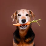 Gut Nut Masło orzechowe dla zwierząt wspierające trawienie 350g