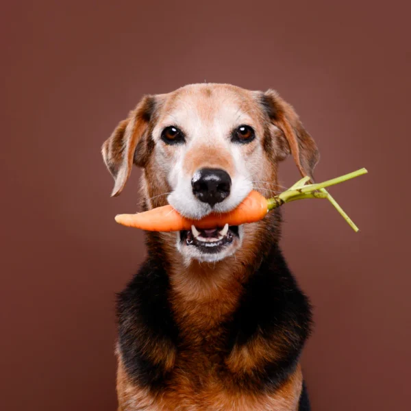 Gut Nut Masło orzechowe dla zwierząt wspierające trawienie 350g