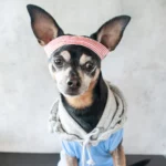 Hard as a Nut Masło orzechowe dla zwierząt wspierające kości i stawy 350g