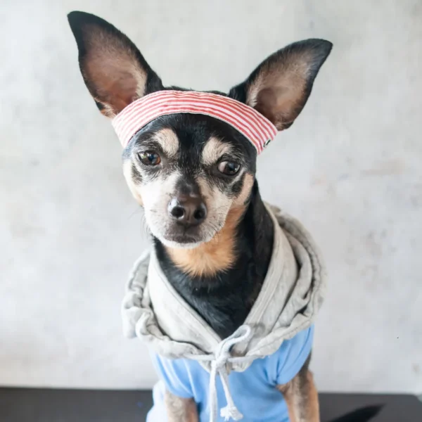 Hard as a Nut Masło orzechowe dla zwierząt wspierające kości i stawy 350g