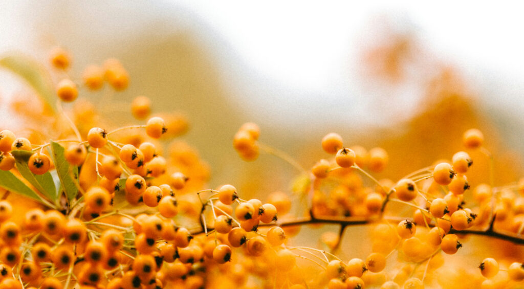 Rokitnik –Złoto Północy w Twojej kuchni i apteczce. Dlaczego warto docenić zarówno owoce, jak i_liście