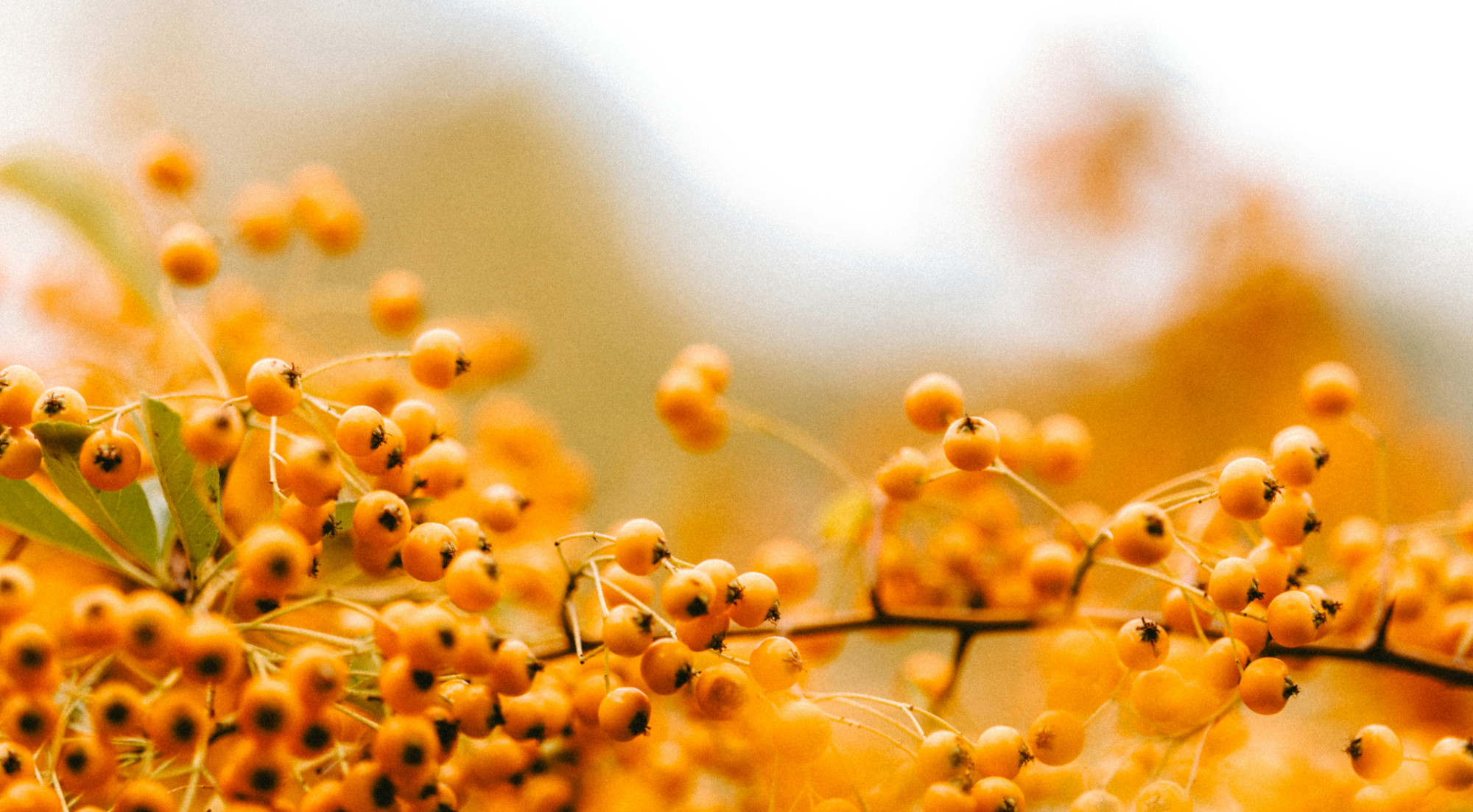 Rokitnik –Złoto Północy w Twojej kuchni i apteczce. Dlaczego warto docenić zarówno owoce, jak i_liście